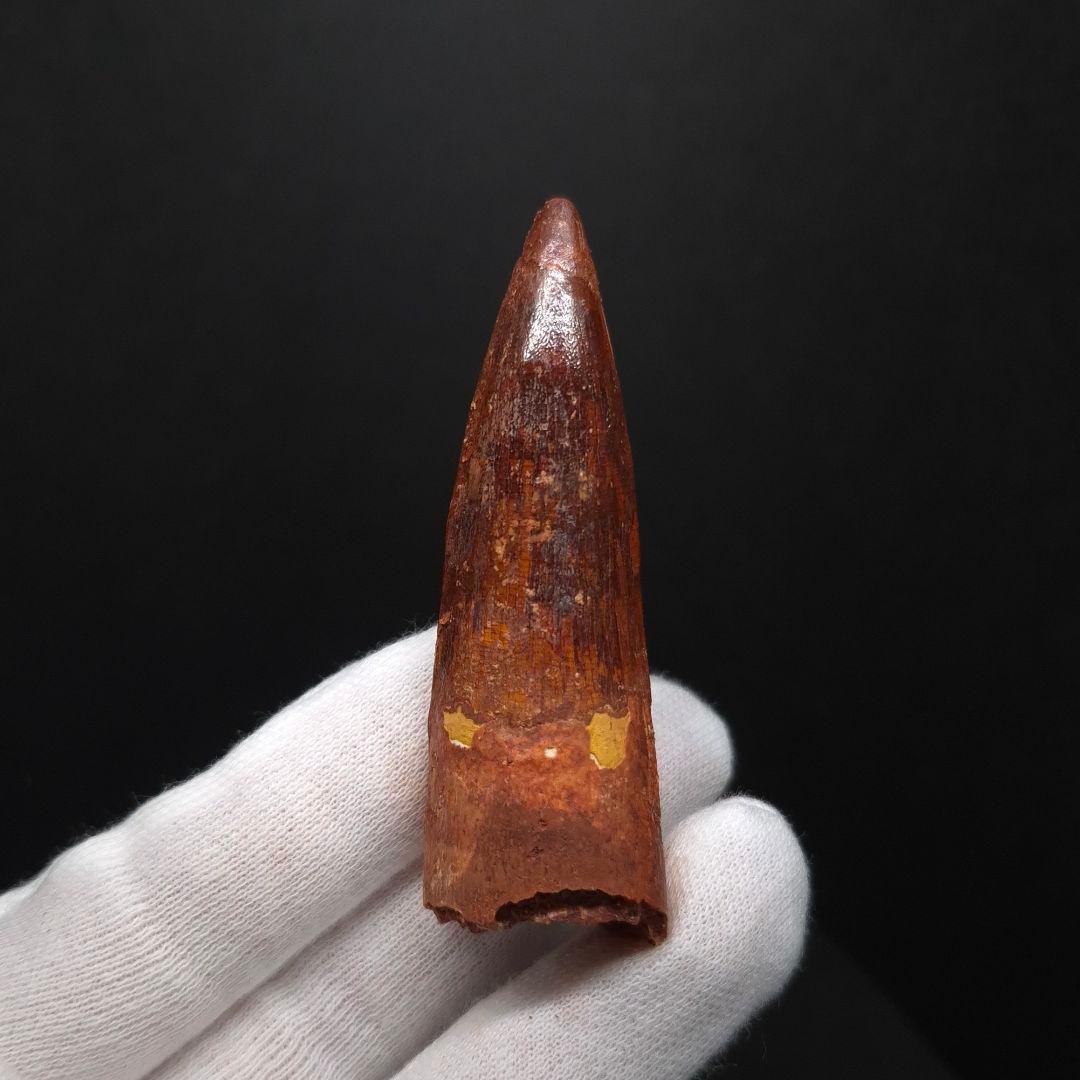 極上 スピノサウルス 本物 モロッコ産 64.58mm fsp14