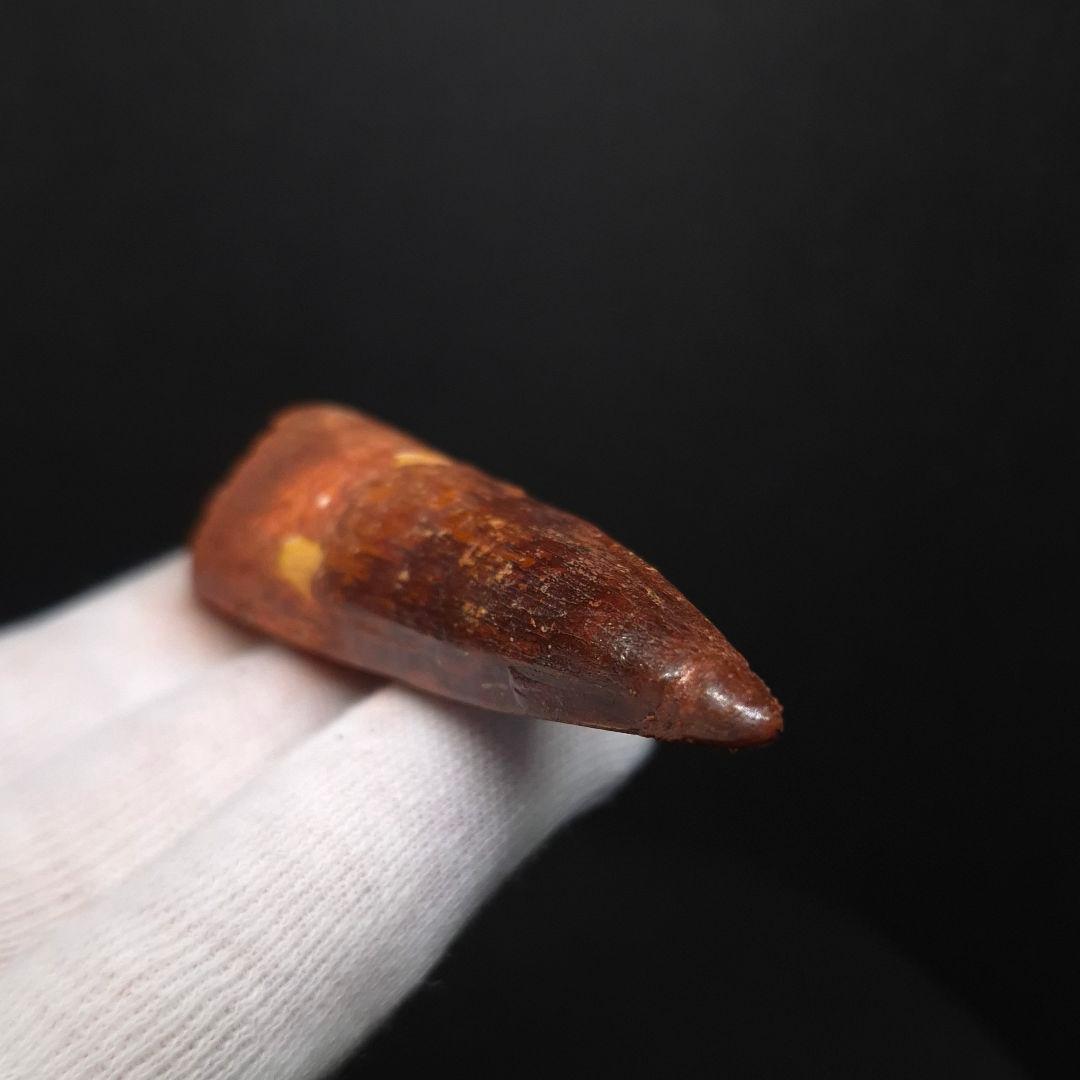 極上 スピノサウルス 本物 モロッコ産 64.58mm fsp14
