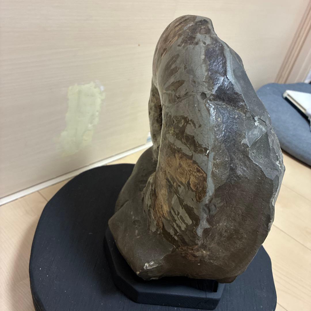 珍品 北海道産 美模様 アンモナイト化石 黒色台座付き