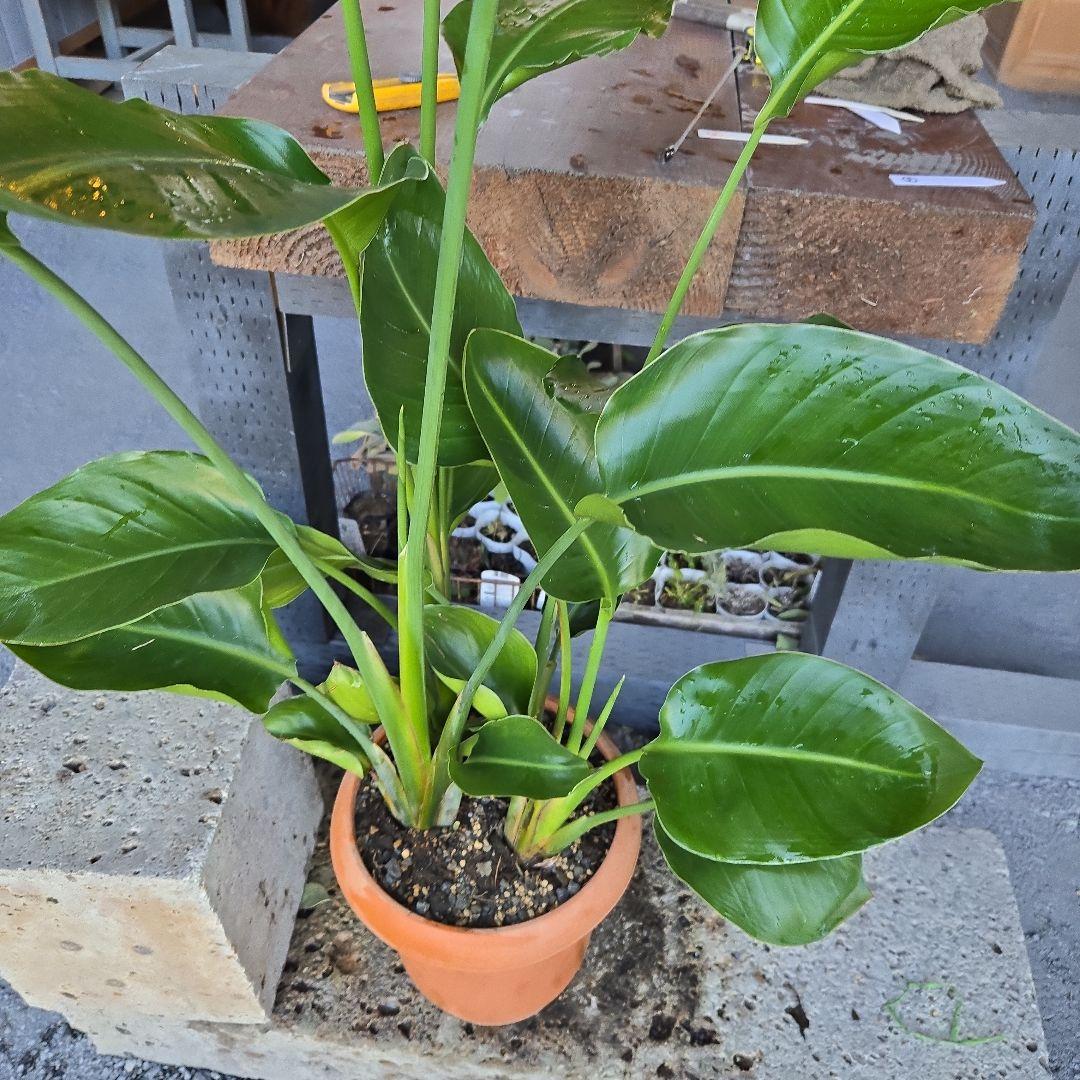 ⑤　ストレリチアオーガスタ　8号４株植え特大苗木最高等級極上品‼️　ランク上