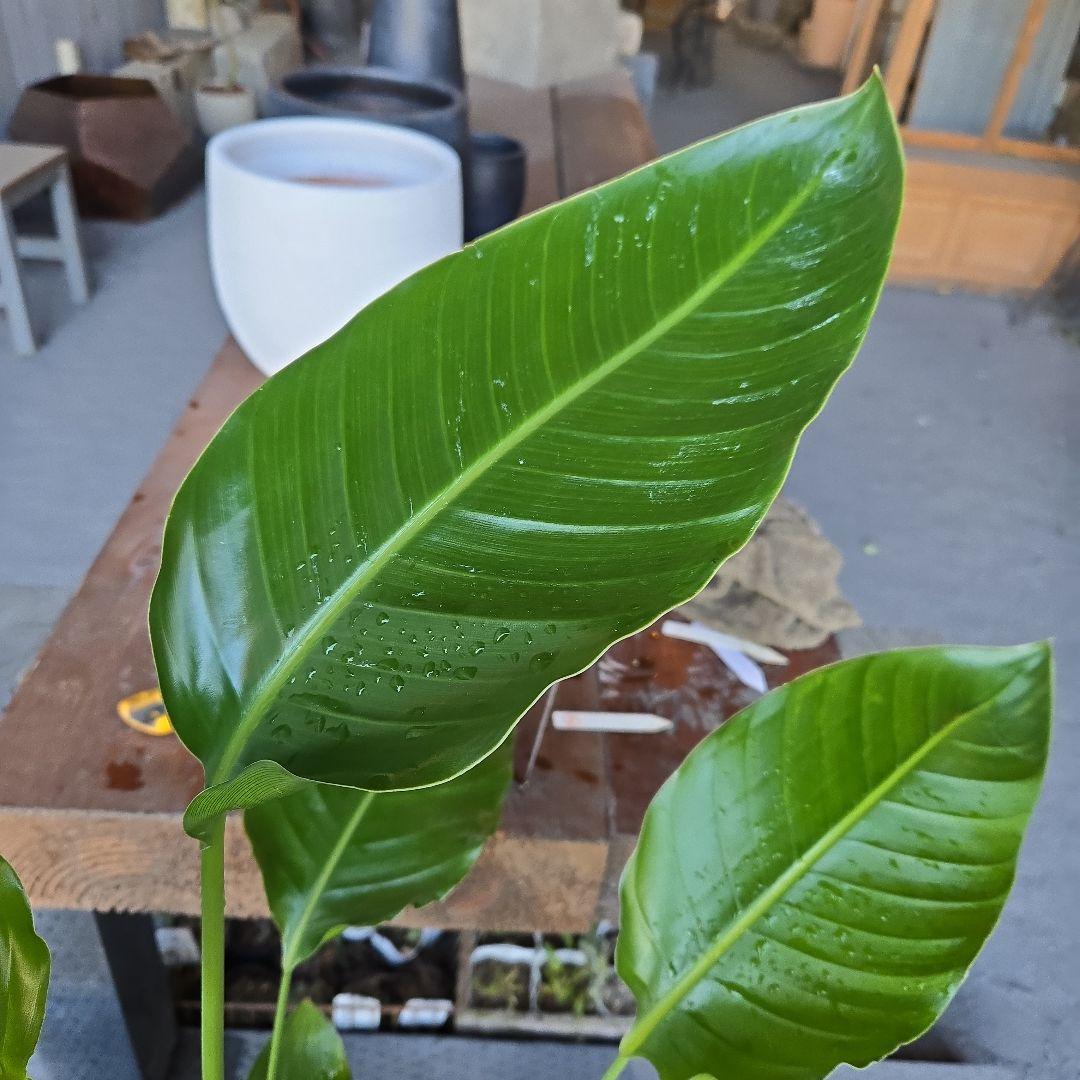 ⑤　ストレリチアオーガスタ　8号４株植え特大苗木最高等級極上品‼️　ランク上