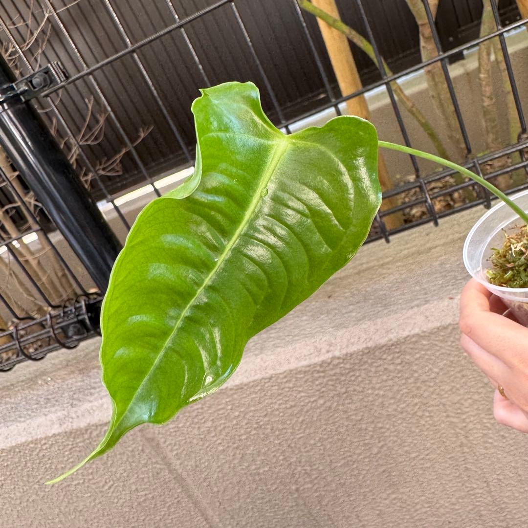 南米輸入株　ベイチー　アンスリウム　Anthurium veitchii