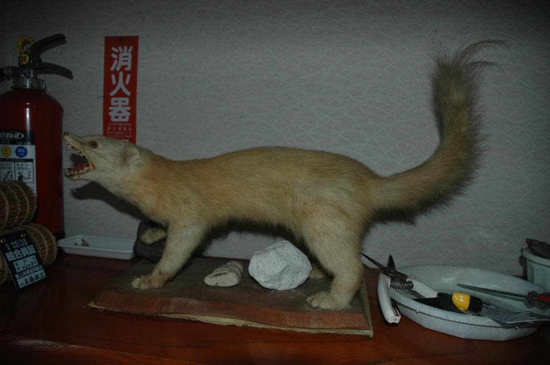 テンのはく製
