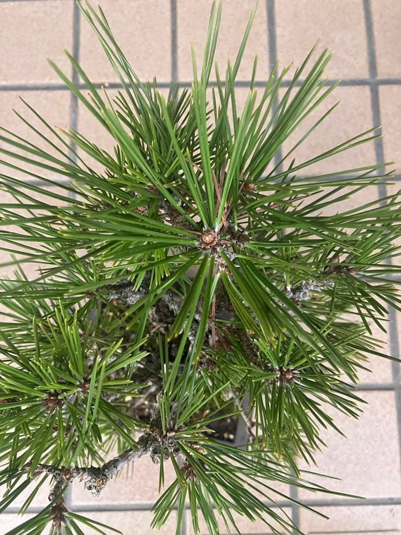 ◉錦松盆栽　素材　超大特価！早いもの勝ち