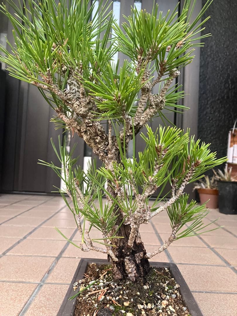 ◉錦松盆栽　素材　超大特価！早いもの勝ち