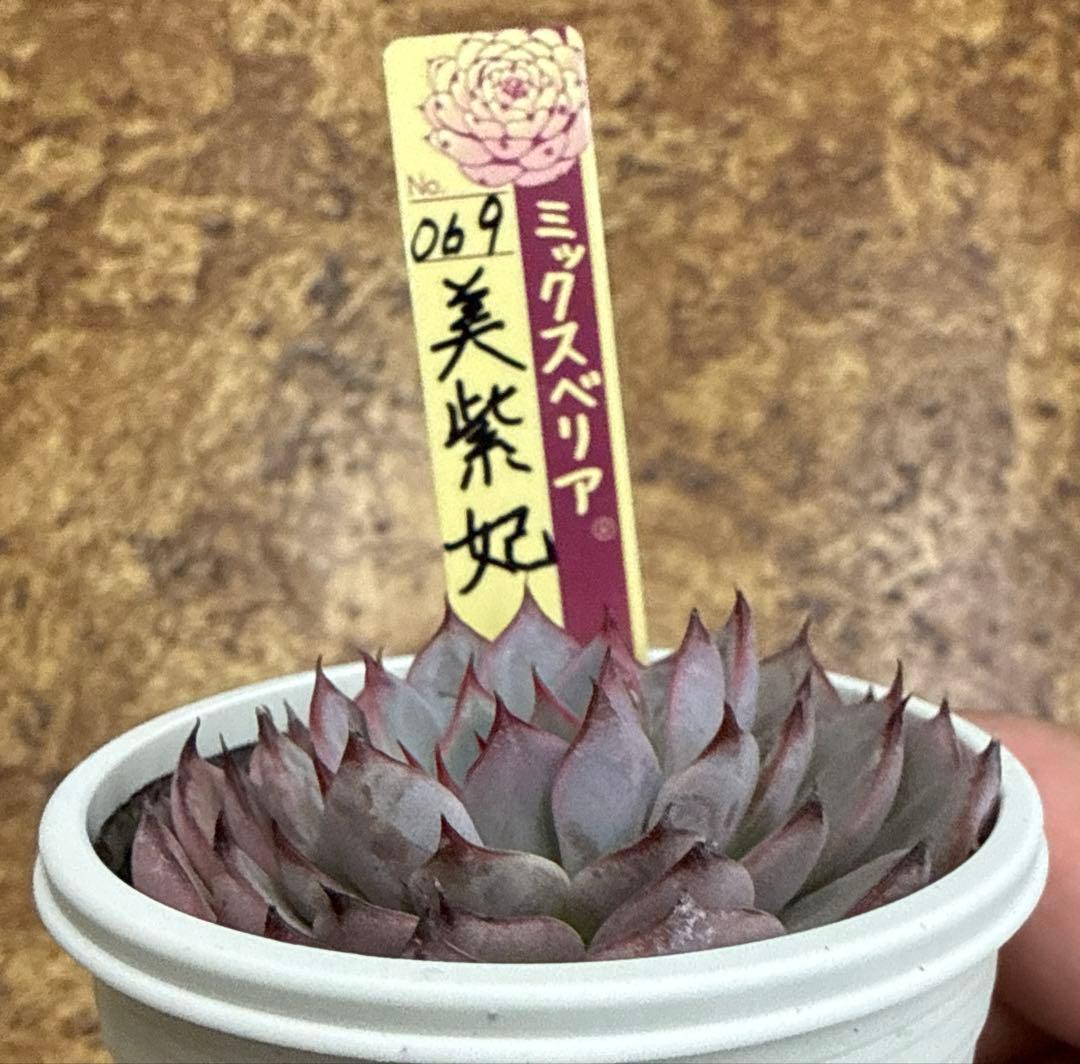 ミックスベリア　おらいさん苗　美紫妃　札付き