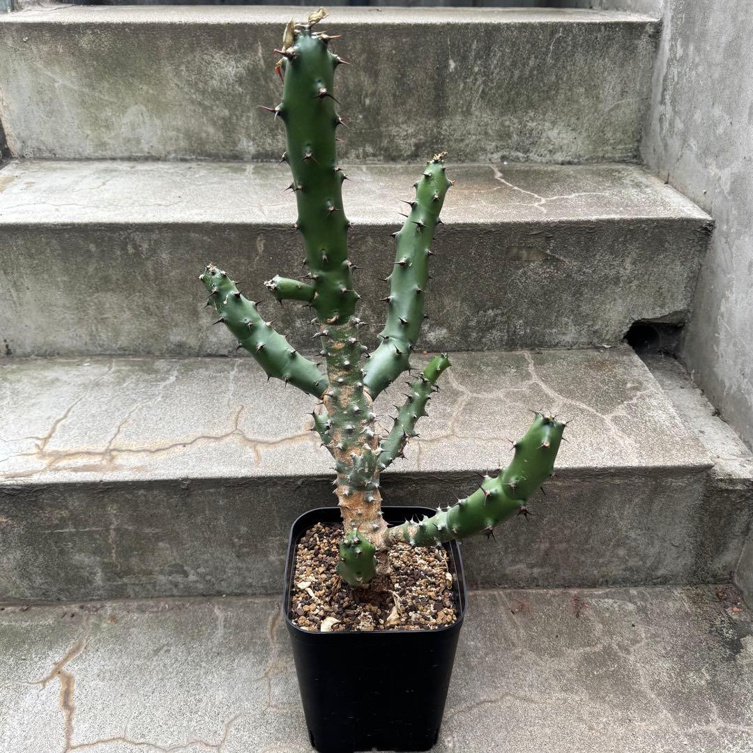 ユーフォルビア カドゥシフォリア 多肉植物