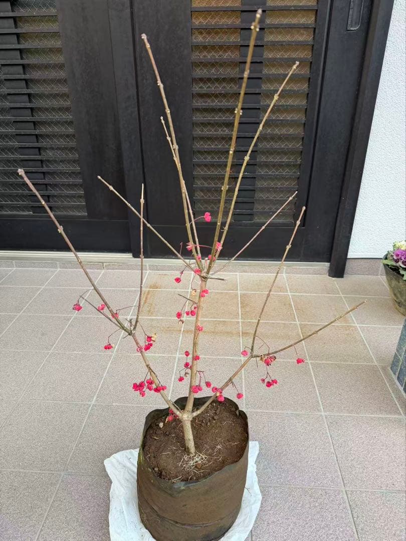 マユミ苗木