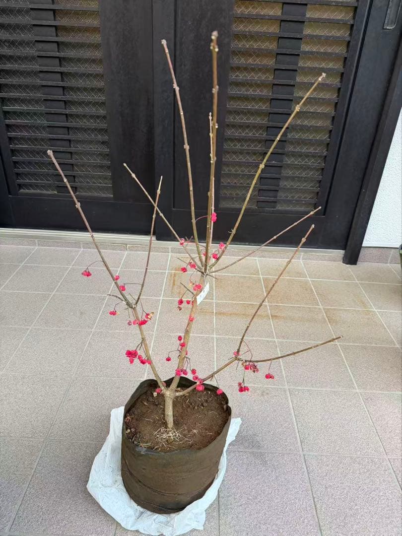マユミ苗木