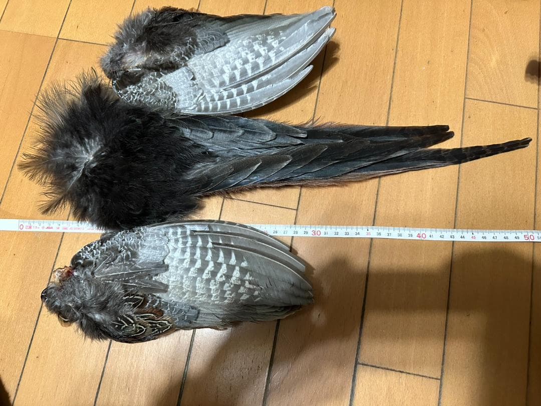 捕獲した雉の尾羽、羽セットで　②
