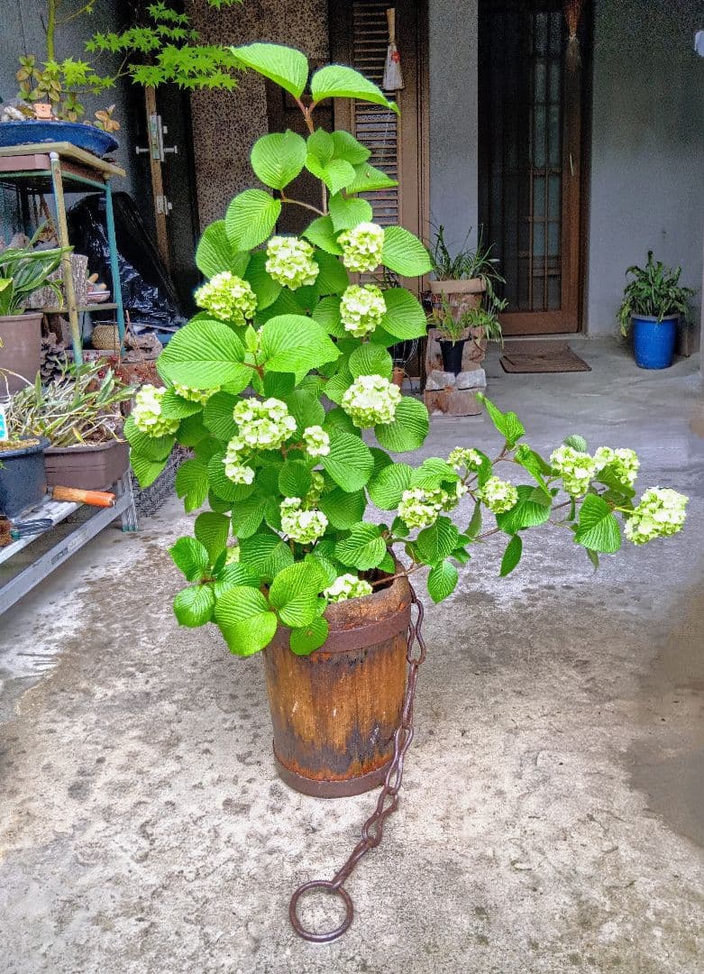 釣瓶桶（つるべおけ)・／植木鉢カバー・プランター　昭和以前