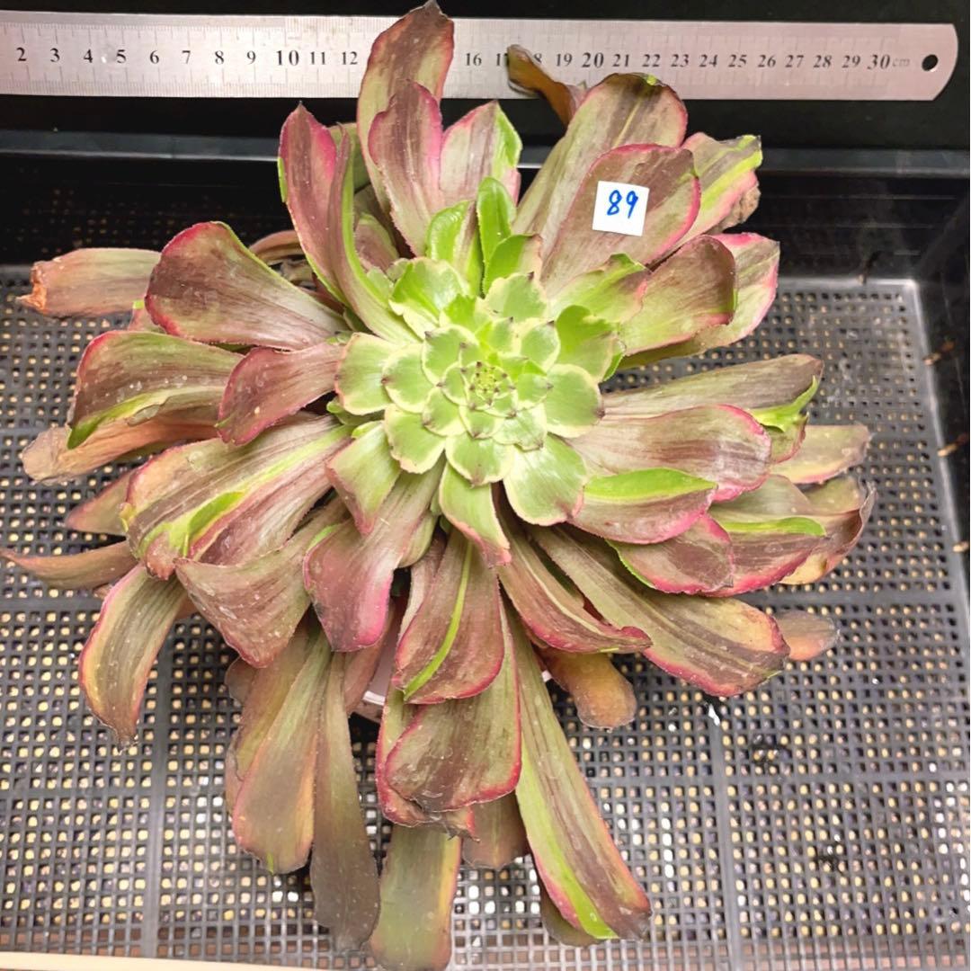 89#多肉アエオニウム錦❤️花顏ピンクディジー❤️1大頭二階15子芽28cm 拔き苗