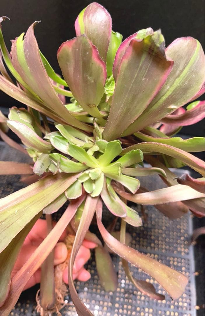 89#多肉アエオニウム錦❤️花顏ピンクディジー❤️1大頭二階15子芽28cm 拔き苗