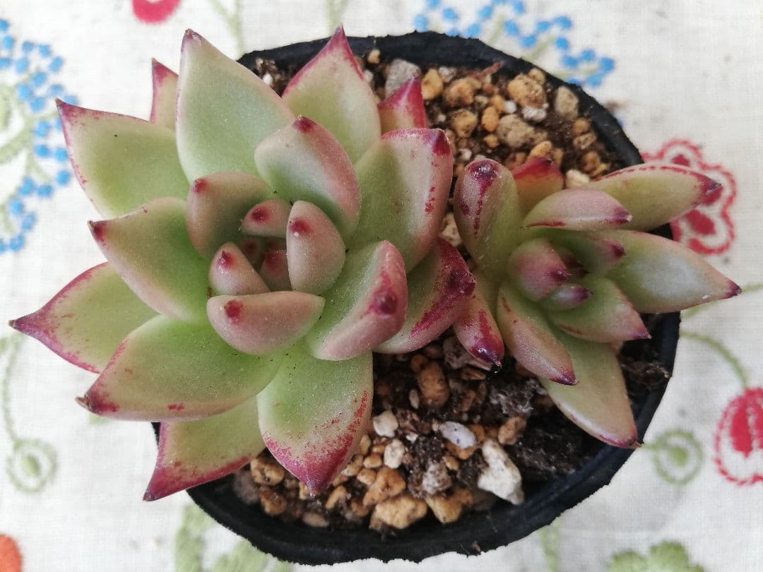 多肉植物　レア　天地　韓国苗