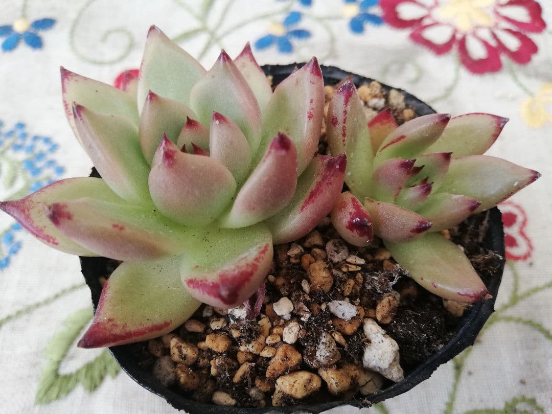 多肉植物　レア　天地　韓国苗
