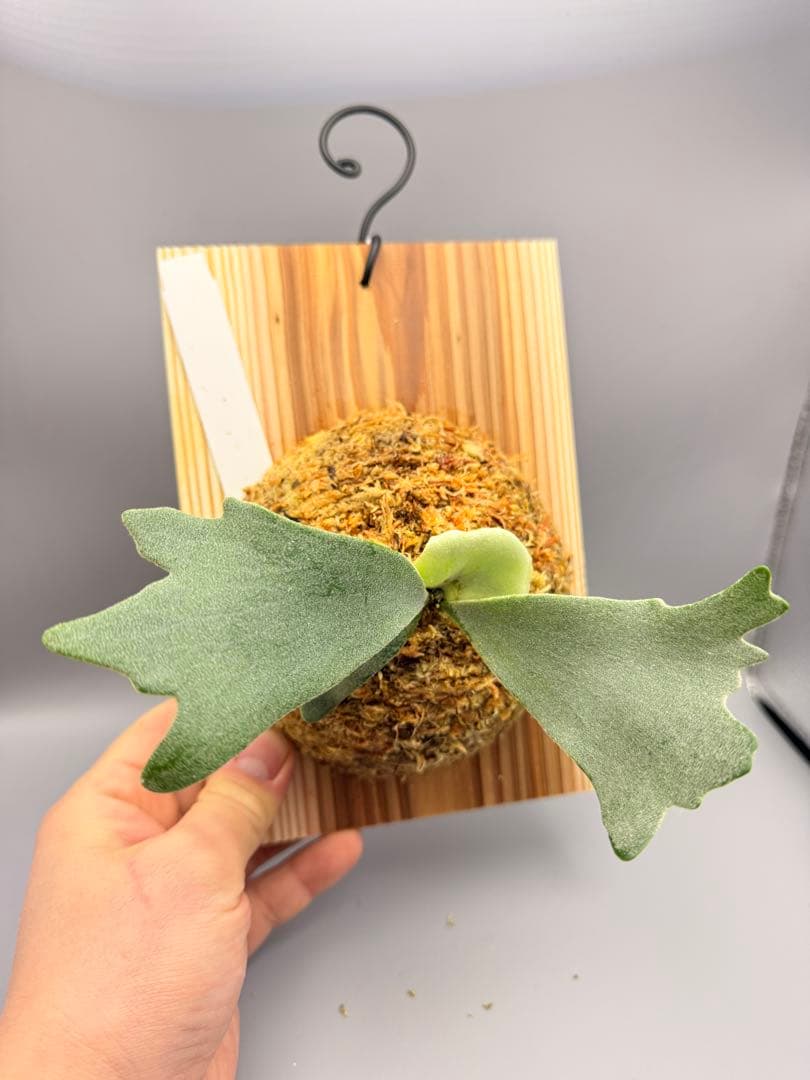 ビカクシダ　P. Anapat #9 sporeling