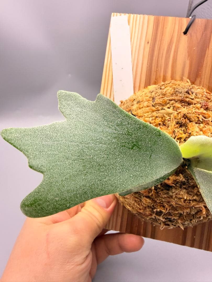 ビカクシダ　P. Anapat #9 sporeling