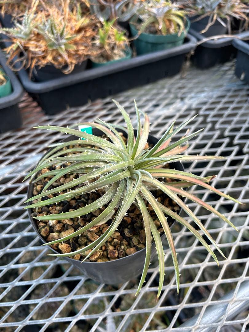 斑入り 原種 野生株 ディッキア オーロラ Dyckia Aurola ⑴