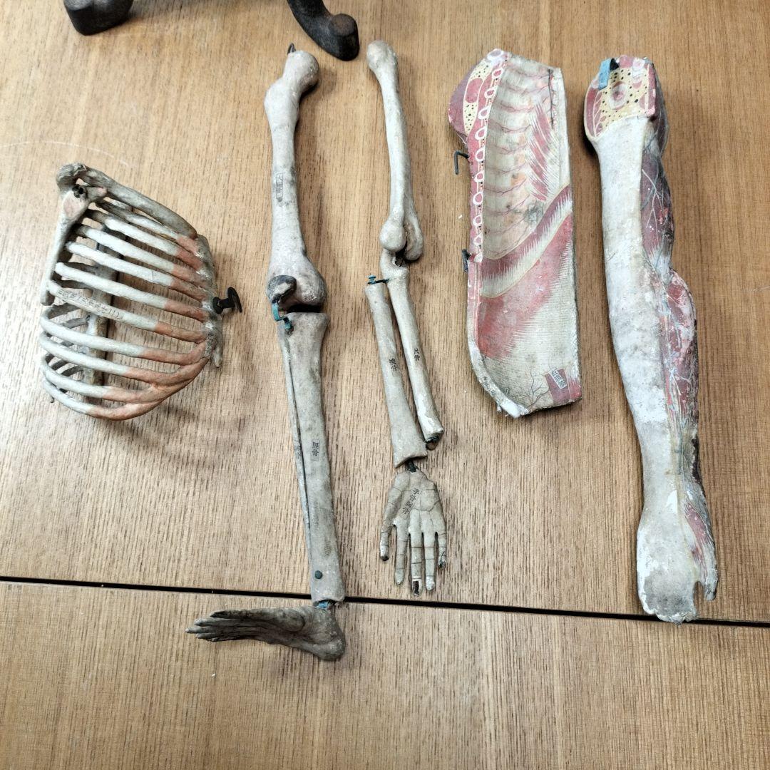 人体模型 　大昔の張り子　約60cm