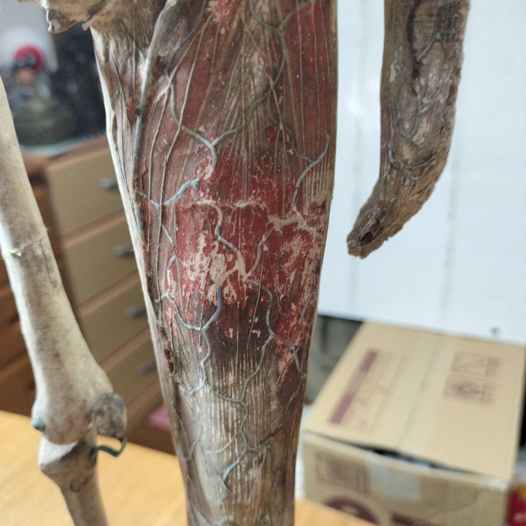 人体模型 　大昔の張り子　約60cm