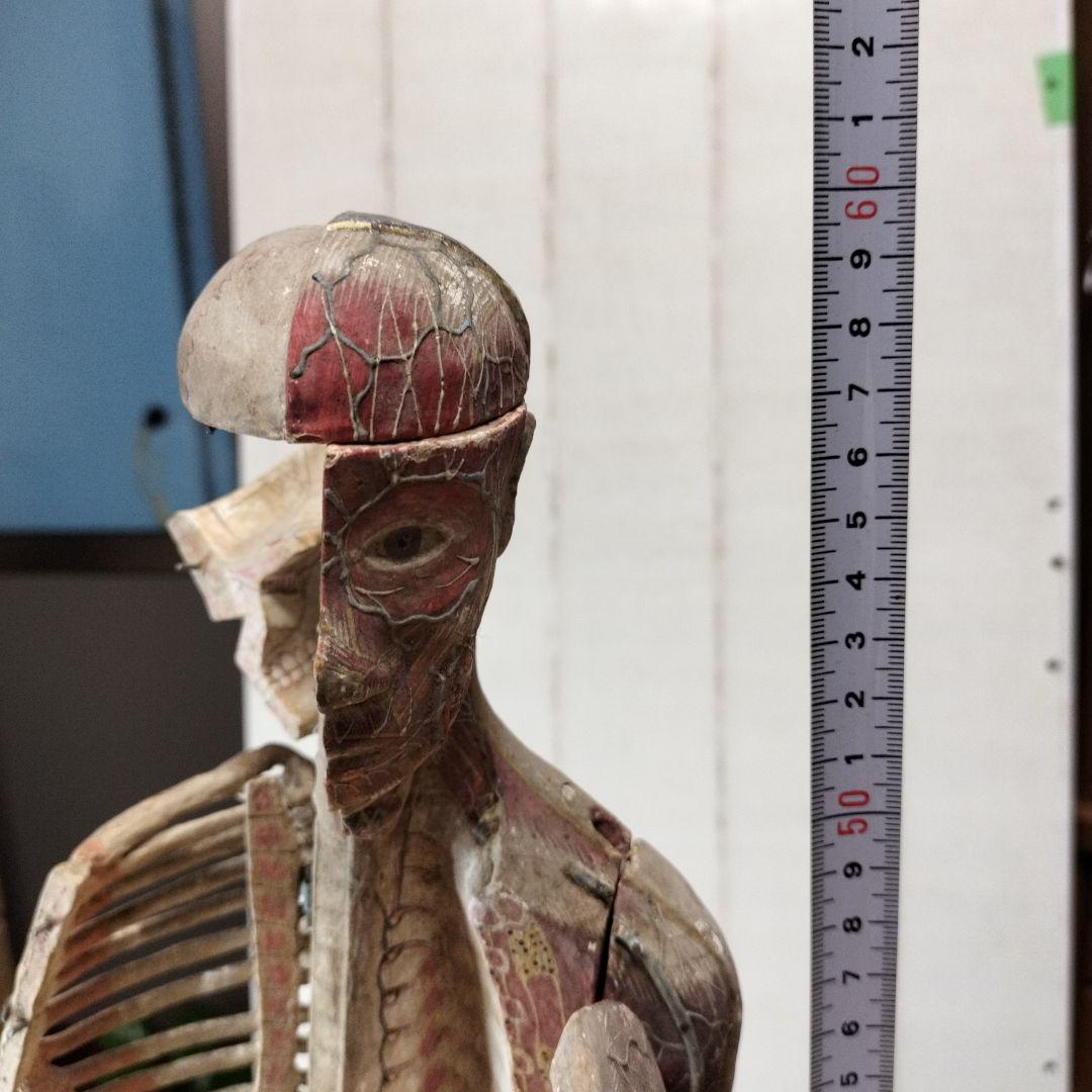 人体模型 　大昔の張り子　約60cm