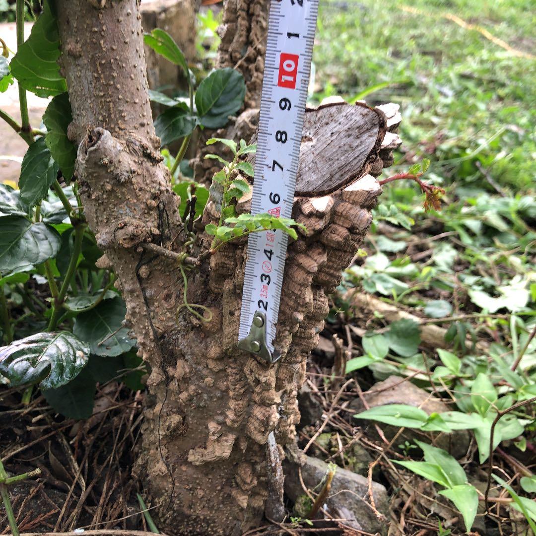 山椒の木