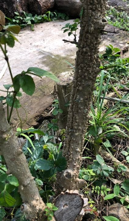 山椒の木