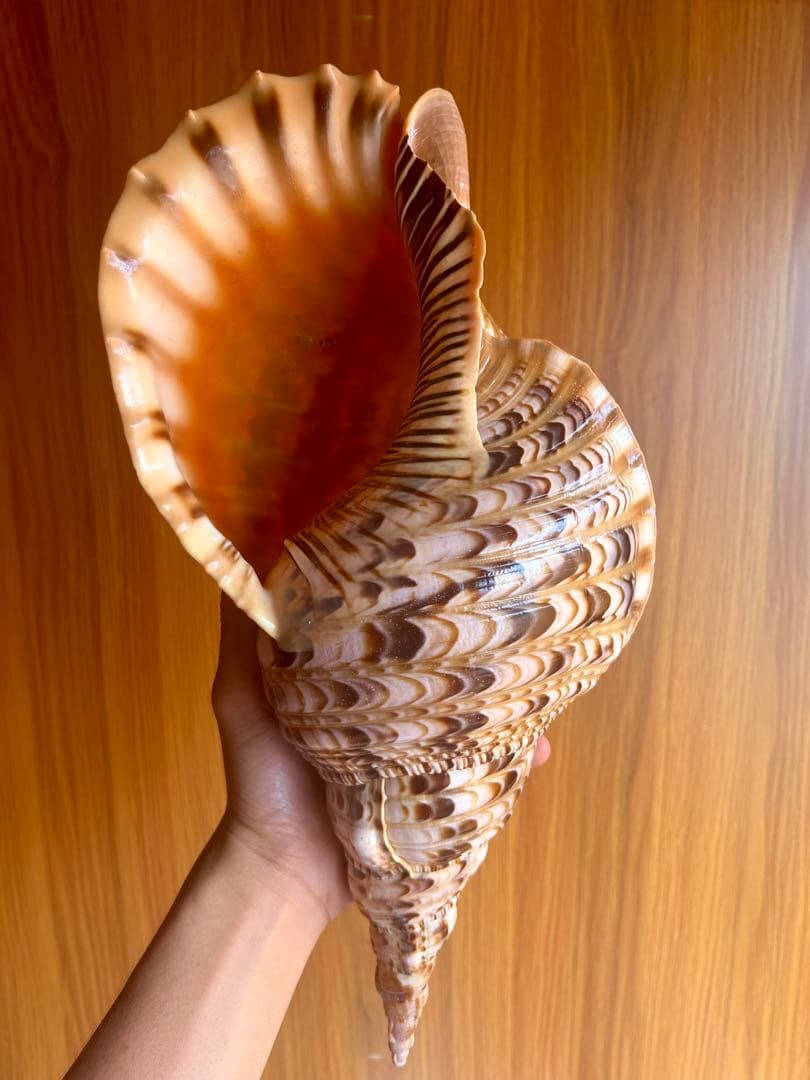 法螺貝　直線36.5cm
