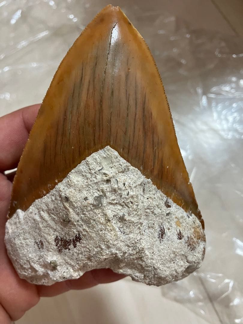 メガロドンの歯化石　母岩つき