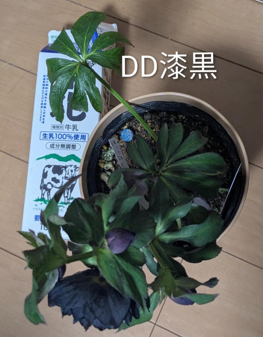 71 DD漆黒　桜の様なギザ花弁 大鉢苗