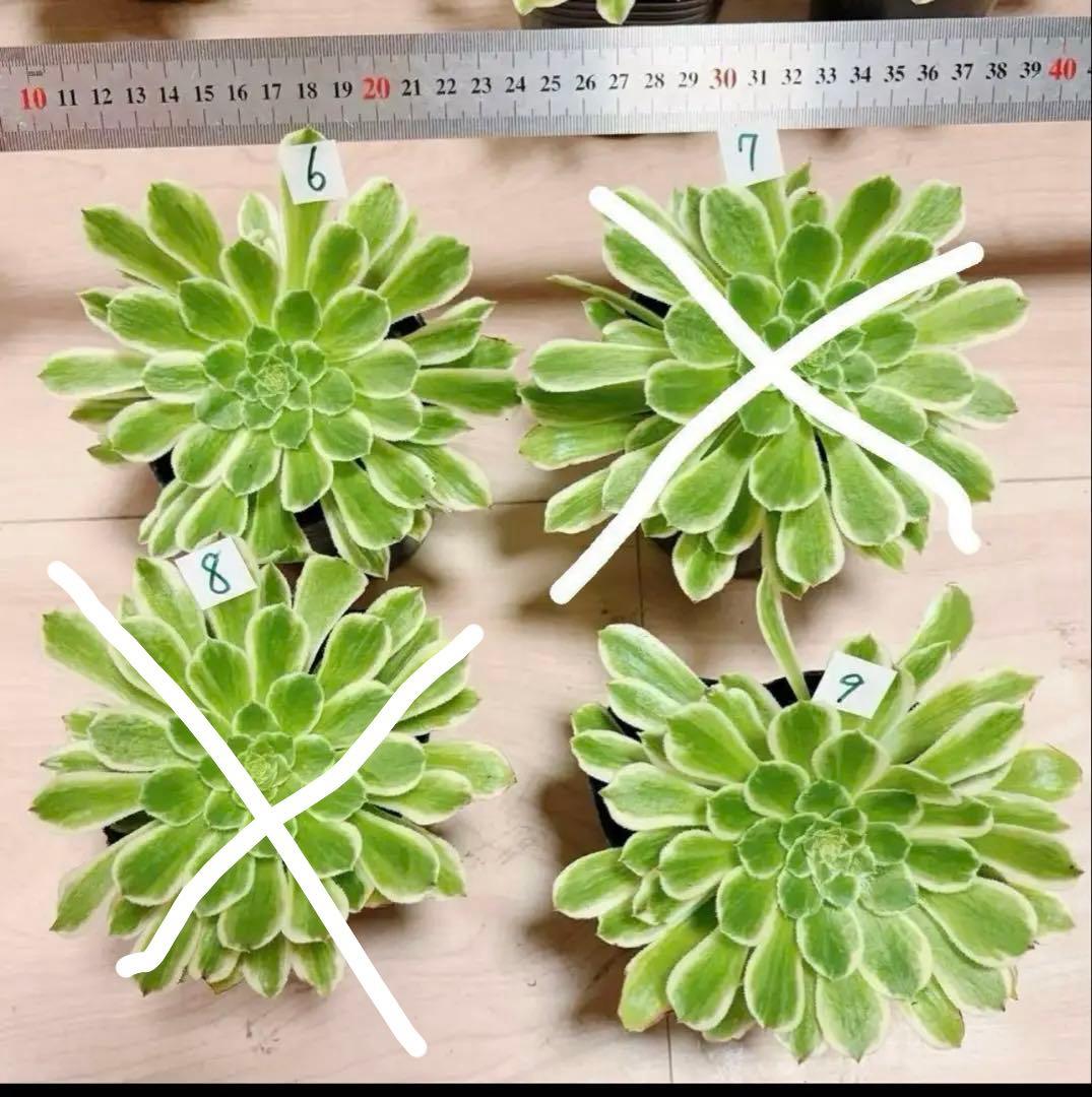 多肉植物❤️アエオニウム錦❤️ 青い波 ❤️碧浪❤️ 1大頭12-15cm拨き苗