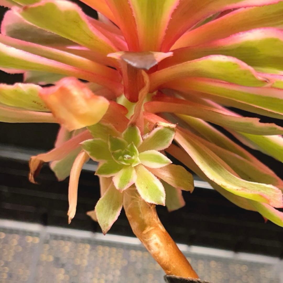 81#多肉植物アエオニウム錦❤️ 皺葉仙墨 ❤️1大頭1小頭14cm 鉢土付き