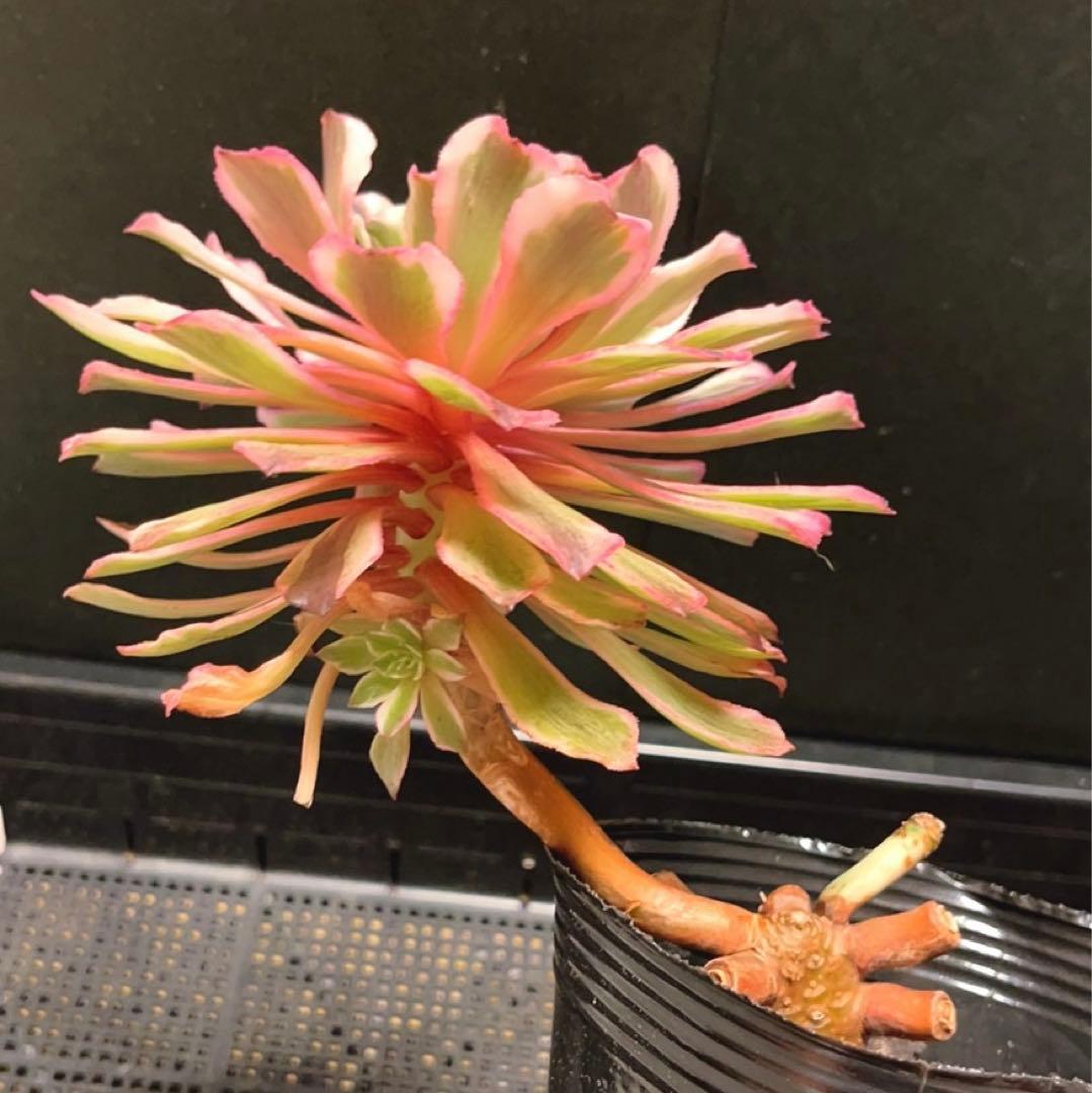 81#多肉植物アエオニウム錦❤️ 皺葉仙墨 ❤️1大頭1小頭14cm 鉢土付き