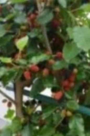 マルベリー(桑の実)の苗木　１２本セット　農薬不使用