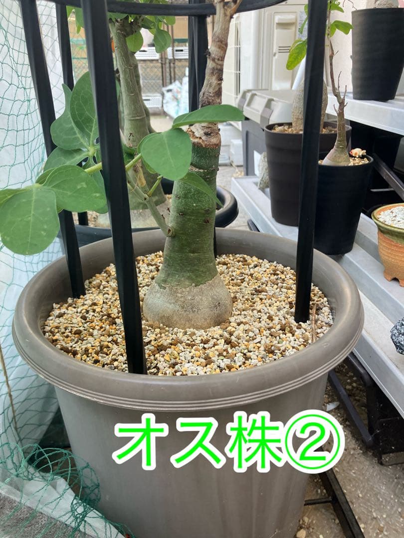 【お知らせページ】アデニアグラウカ　種子