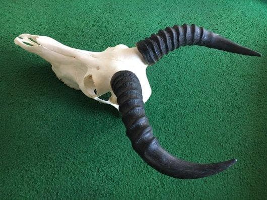 レア！高品質　サザビー スカルホーン