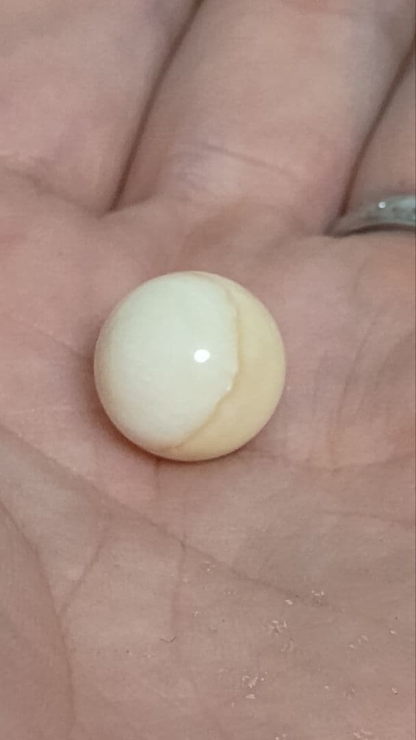 マッコウ鯨 牙玉 鯨歯玉 標本 緒締 根付 約12.4㎜