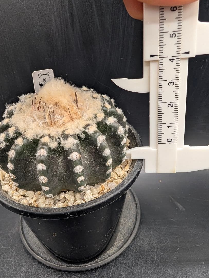 ホルスティ 国内実生 鉢植えメルカリ便送料込み