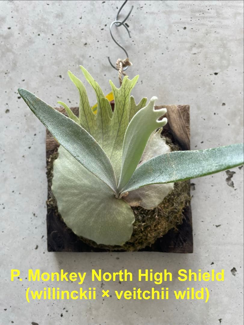ビカクシダ P. Monkey North High Shield