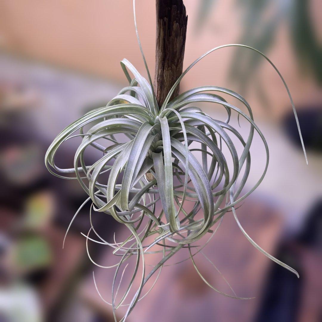 ブロメリア・エアープランツ Tillandsia exserta