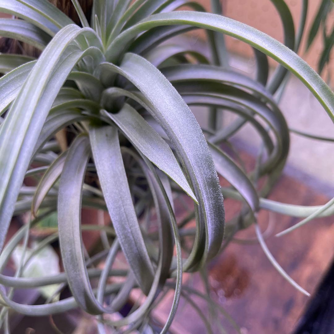 ブロメリア・エアープランツ Tillandsia exserta