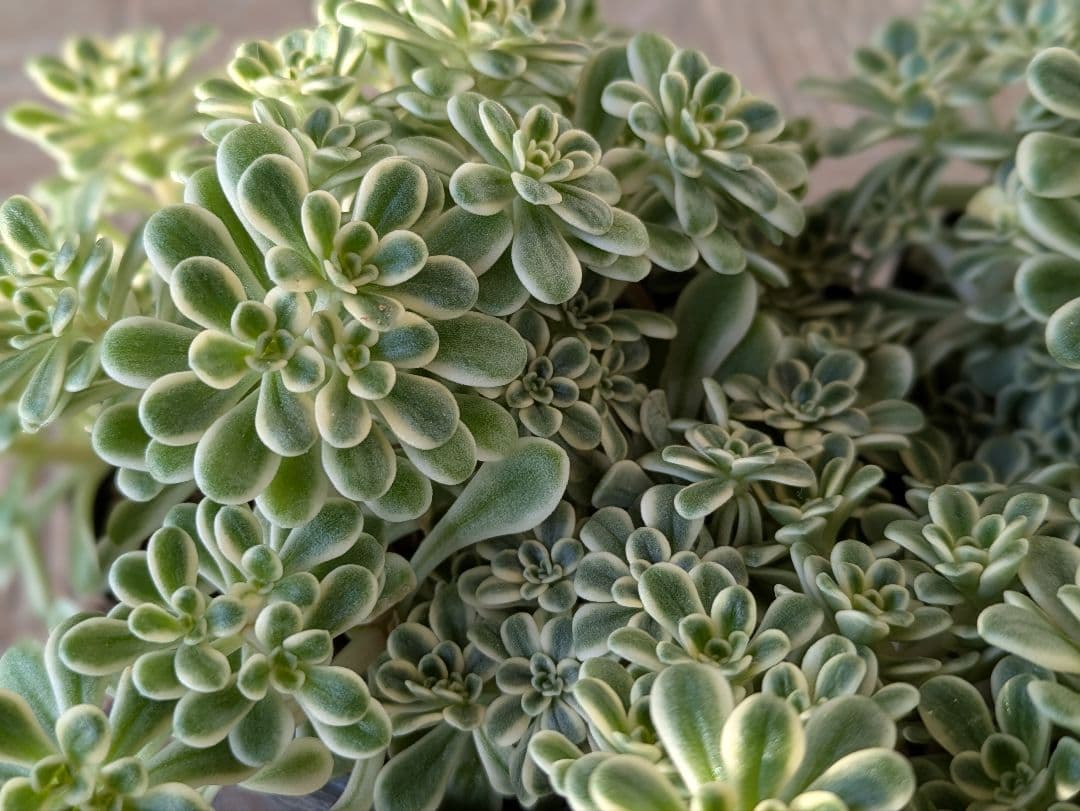 斑入り葉セダム　ポットのまま発送　多肉植物　セダム　浜万年草錦　植物