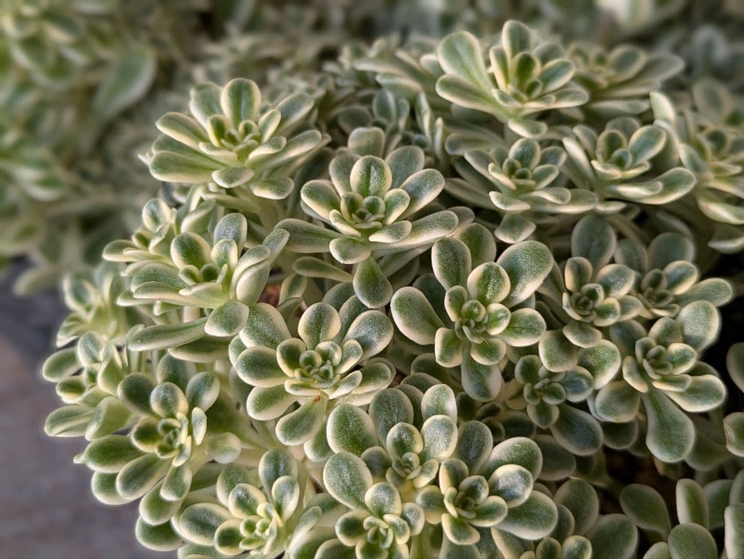 斑入り葉セダム　ポットのまま発送　多肉植物　セダム　浜万年草錦　植物
