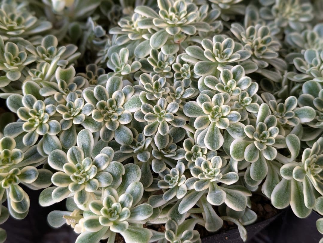 斑入り葉セダム　ポットのまま発送　多肉植物　セダム　浜万年草錦　植物