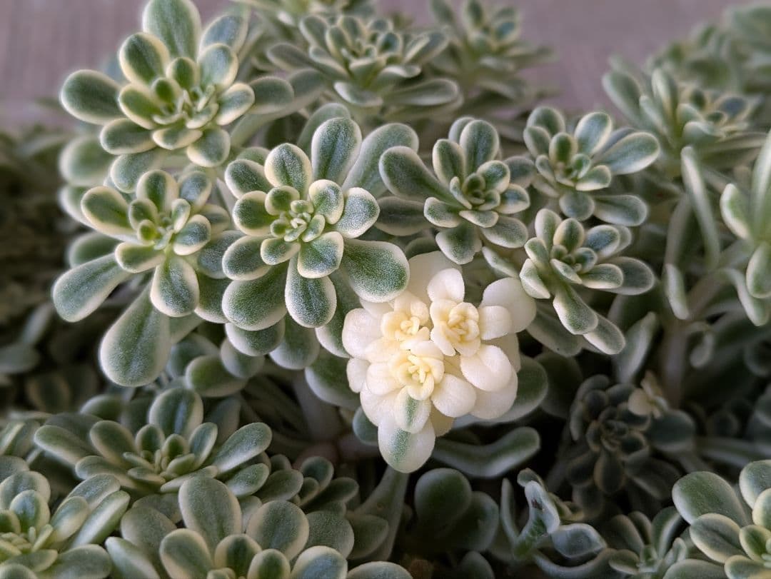 斑入り葉セダム　ポットのまま発送　多肉植物　セダム　浜万年草錦　植物