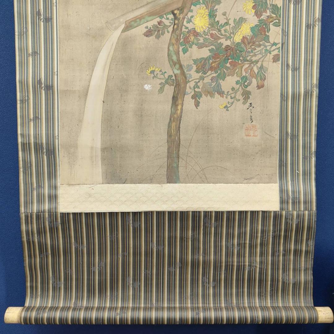 不詳/琴泉/菊に鴬図/小禽図/花鳥/布袋屋掛軸A-440