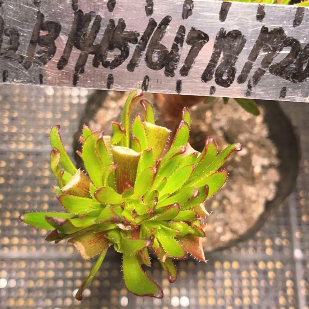 19#多肉植物アエオニウム❤️ブラックマジック❤️25頭17cm 拔き苗