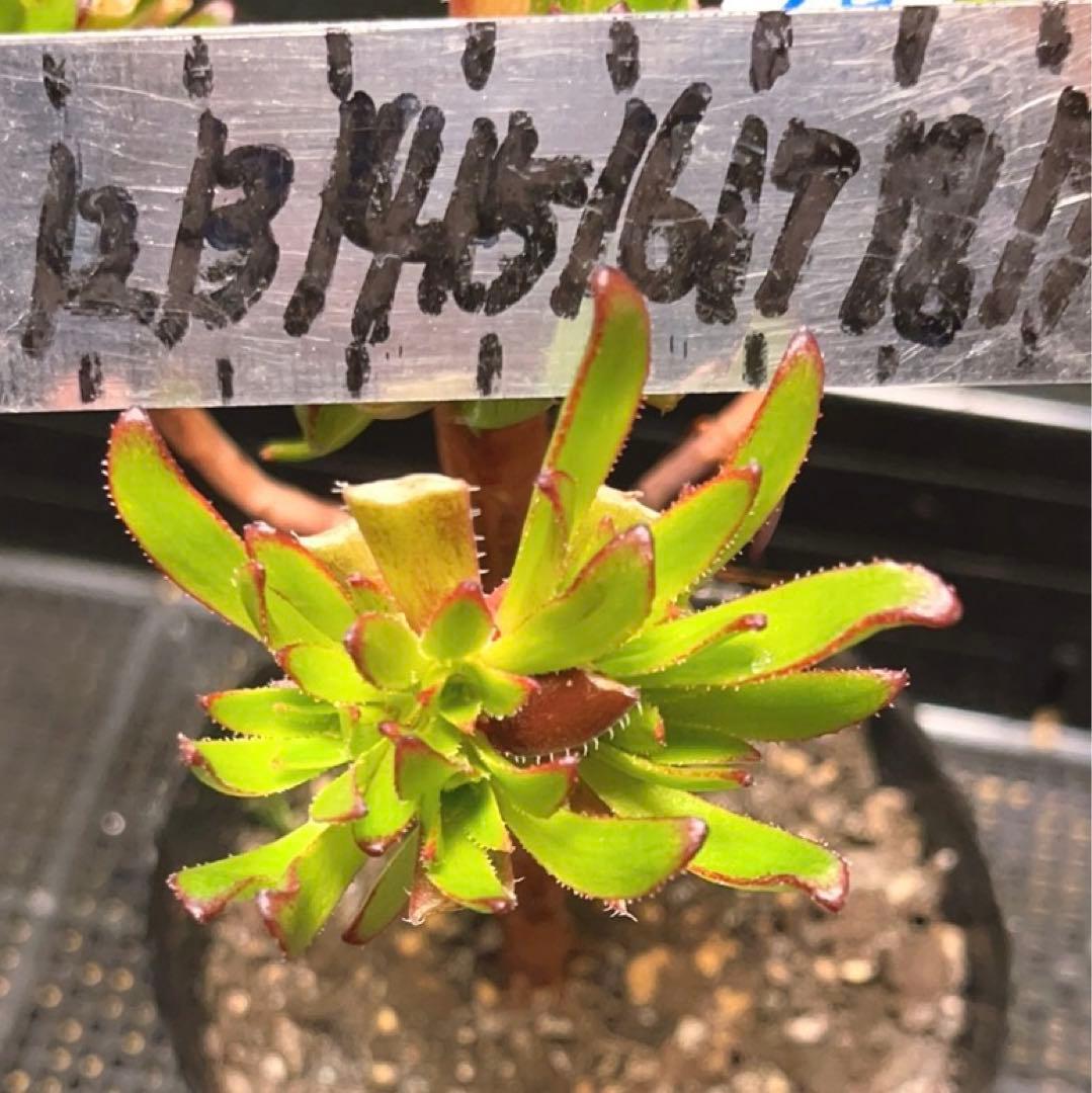 19#多肉植物アエオニウム❤️ブラックマジック❤️25頭17cm 拔き苗