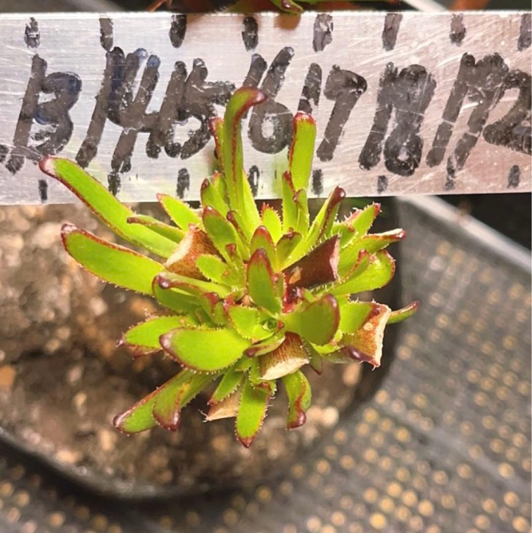 19#多肉植物アエオニウム❤️ブラックマジック❤️25頭17cm 拔き苗