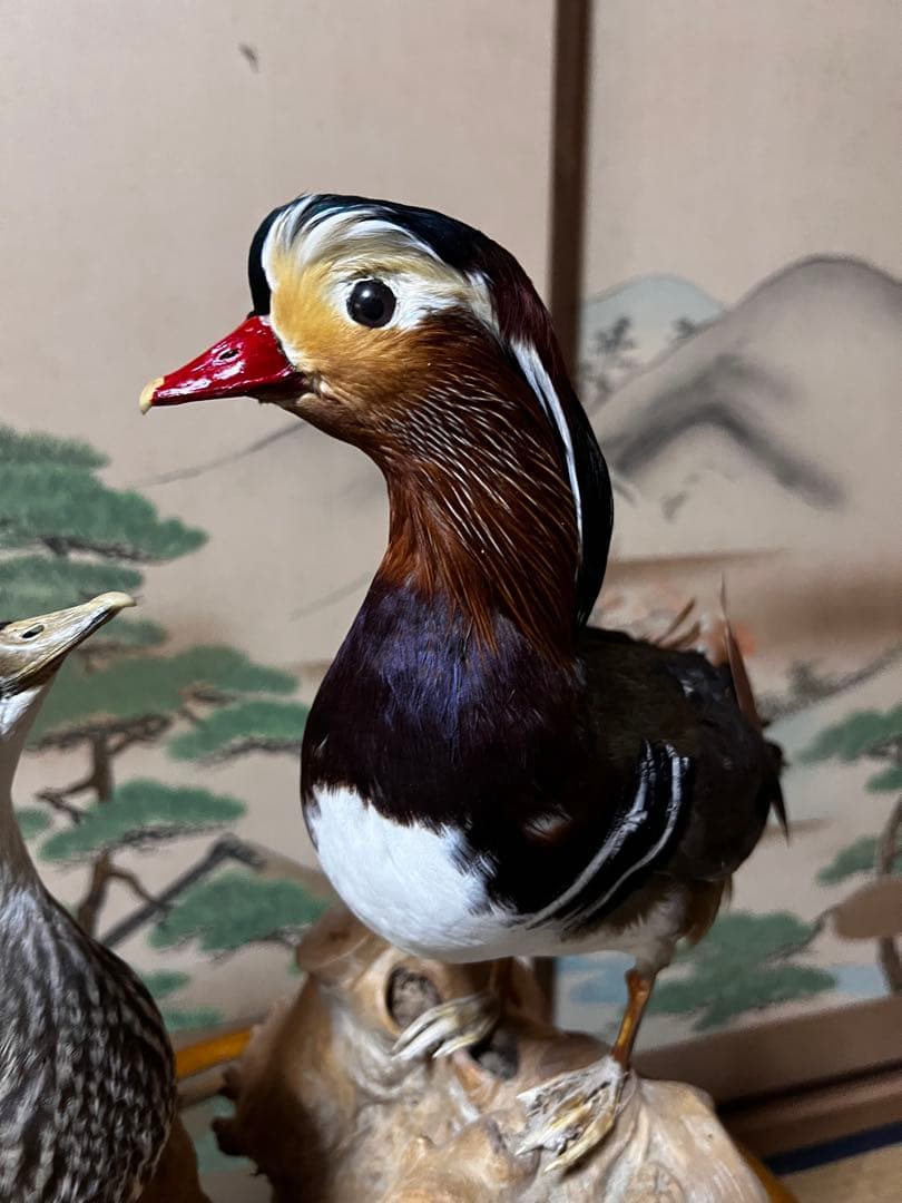おしどり　剥製　美品　オリオフリネラ様